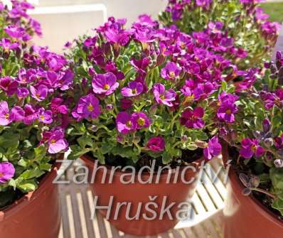 Aubrieta cultorum Cascade Red