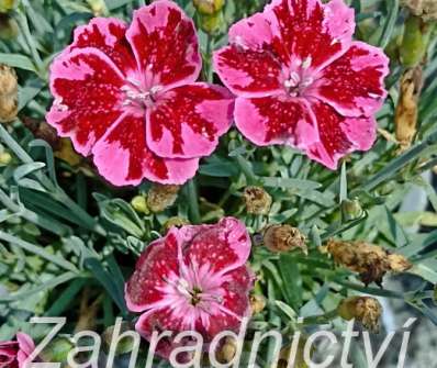 Dianthus caryophyllus