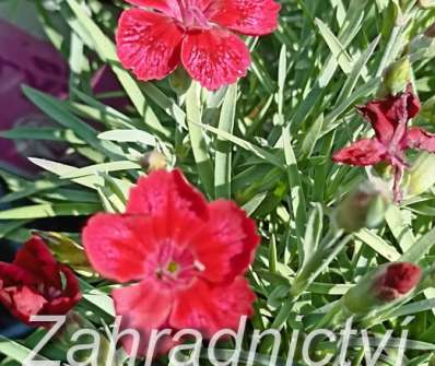 Dianthus caryophyllus