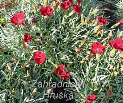 Dianthus caryophyllus