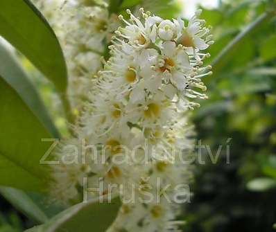 bobkovišeň - Prunus laurocerasus 'Otto Luyken' KM