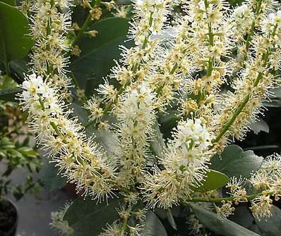 bobkovišeň - Prunus laurocerasus 'Otto Luyken' KM