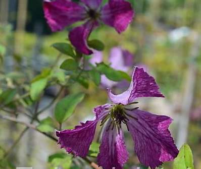 plamének - Clematis 'I Am Happy'