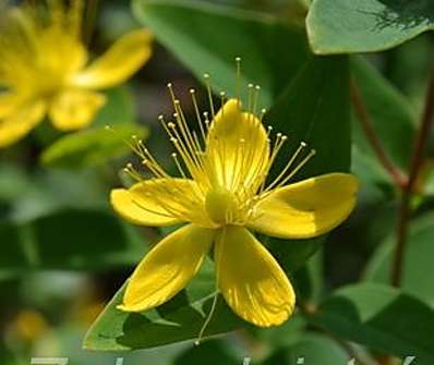 třezalka - Hypericum inodorum 'Orange Flair'