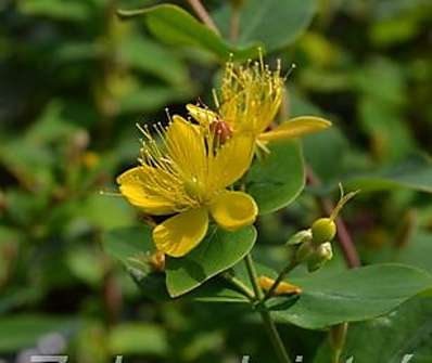 třezalka - Hypericum inodorum 'Orange Flair'