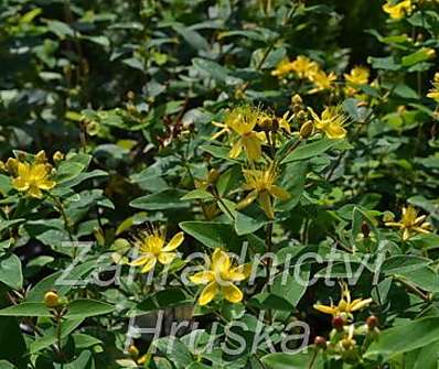 třezalka - Hypericum inodorum 'Orange Flair'