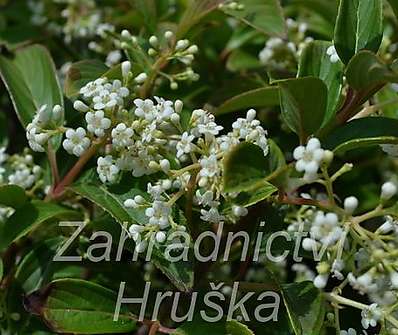 kalina - Viburnum nudum 'Pink Beauty'