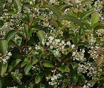 kalina - Viburnum nudum 'Pink Beauty'