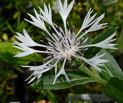 Centaurea montana Alba