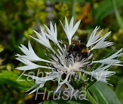 Centaurea montana Alba