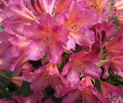 Rhododendron 'Scyphocalix'