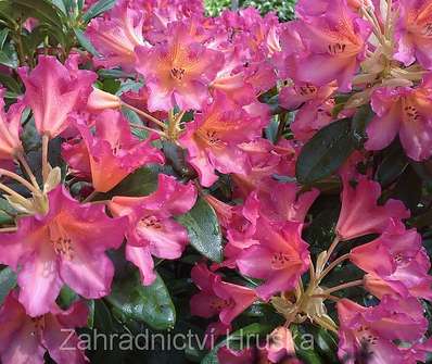 Rhododendron 'Scyphocalix'