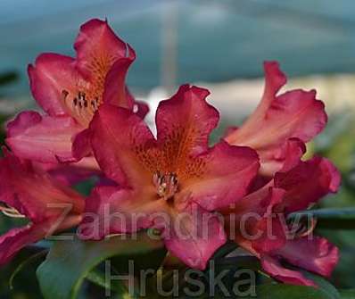 Rhododendron 'Scyphocalix'