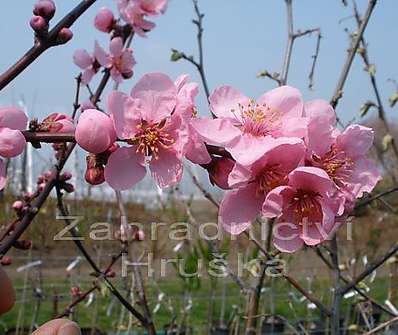 slivoň - Prunus cerasifera 'Nigra'