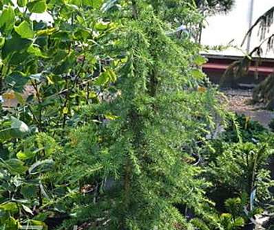 cedr - Cedrus deodara 'Gold Cascade'