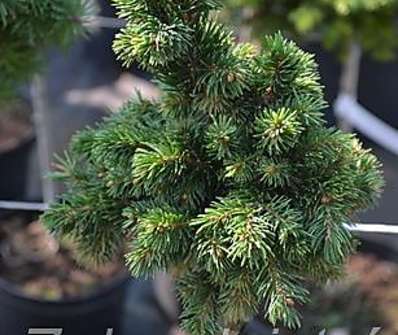 smrk - Picea abies 'Tatran' KM