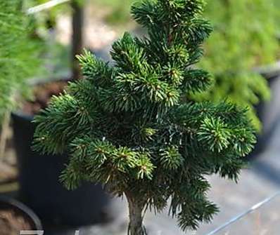 smrk - Picea abies 'Tatran' KM