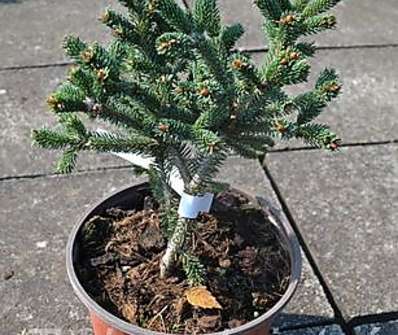smrk - Picea abies 'Údolíčko'.