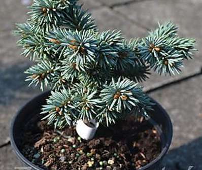 smrk - Picea pungens 'Mšeno'