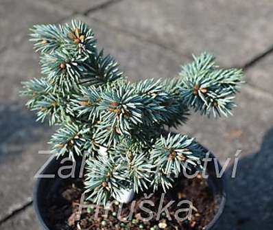 smrk - Picea pungens 'Mšeno'