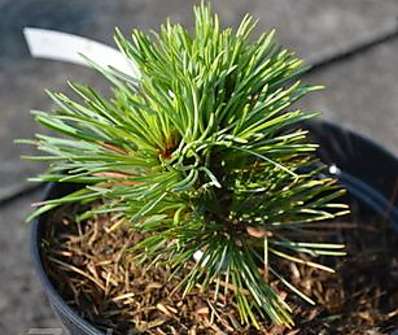 borovice - Pinus cembra 'Cristalo'