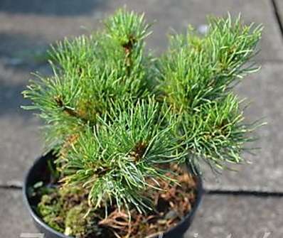 Borovice - Pinus parviflora 'Beran'