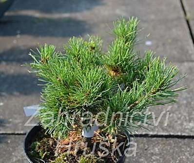 Borovice - Pinus parviflora 'Beran'