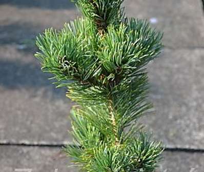 Borovice - Pinus parviflora 'Kanzan'