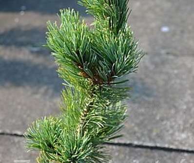 Borovice - Pinus parviflora 'Kanzan'