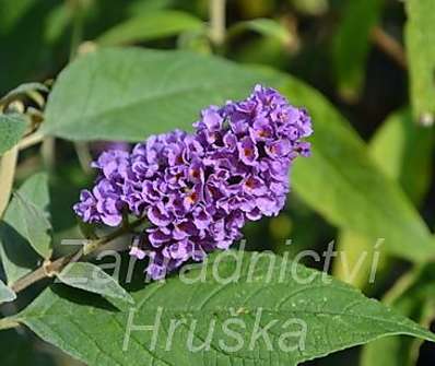 komule - Buddleja davidii 'Blue Boy'