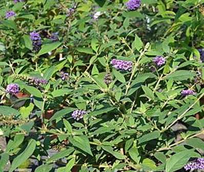 komule - Buddleja davidii 'Blue Boy'