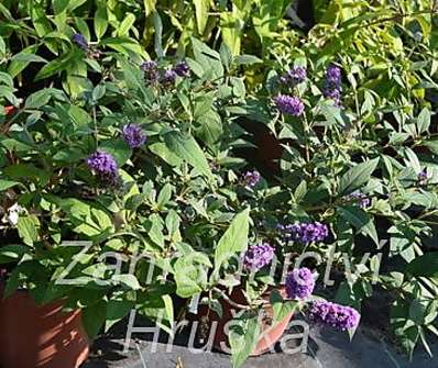 komule - Buddleja davidii 'Blue Boy'