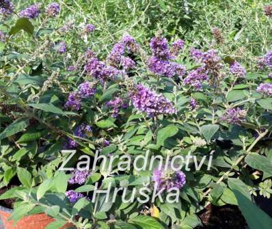 komule - Buddleja davidii 'Blue Boy'