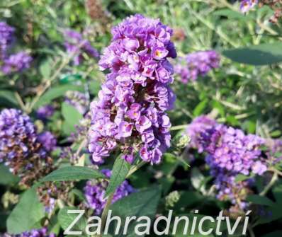 komule - Buddleja davidii 'Blue Boy'