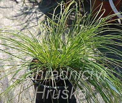 ostřice - Carex sabynensis 'Thinny Thin'