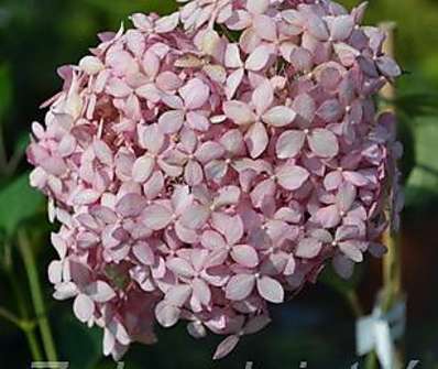 hortenzie - Hydrangea arborescens 'Pink Anabelle'