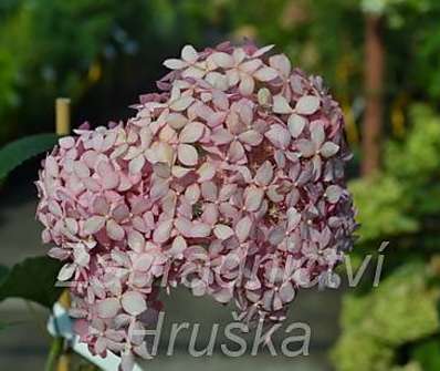 hortenzie - Hydrangea arborescens 'Pink Anabelle'