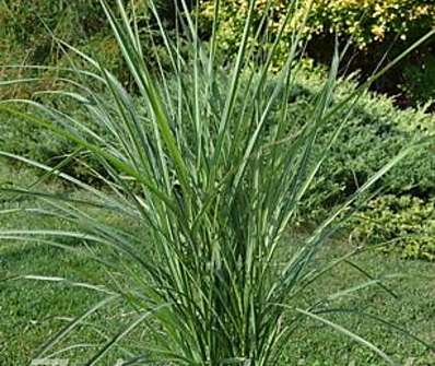 ozdobnice - Miscanthus sinensis 'Purple Fall'