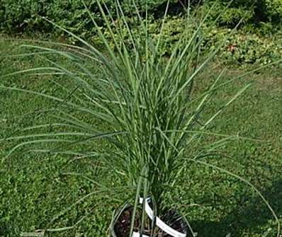 ozdobnice - Miscanthus sinensis 'Purple Fall'