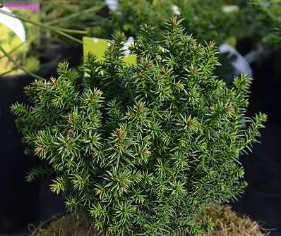 Cryptomeria japonica 'Compressa'