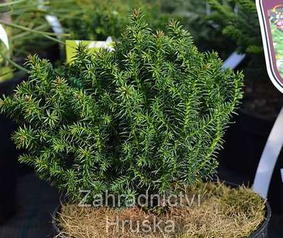 Cryptomeria japonica 'Compressa'