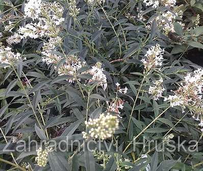 komule - Buddleja davidii 'Free Petite Snow White'