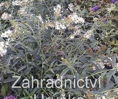 komule - Buddleja davidii 'Free Petite Snow White'