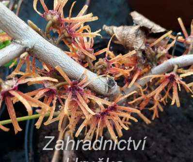 vilín - Hamamelis x intermedia 'Jelena'