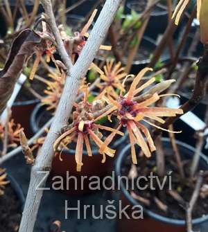 vilín - Hamamelis x intermedia 'Ruby Glow'