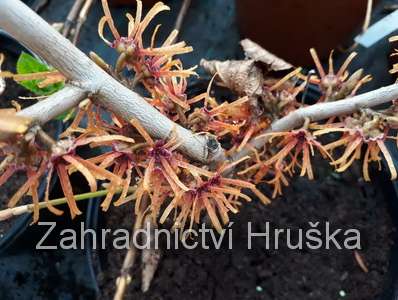 vilín - Hamamelis x intermedia 'Ruby Glow'