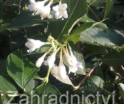 vajgélie - Weigela florida 'Candida'