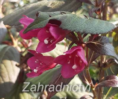 vajgélie - Weigela florida 'Minor Black'