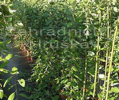 vrba - Salix caprea 'Pendula'