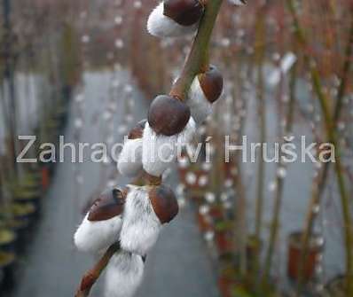 vrba - Salix caprea 'Pendula'